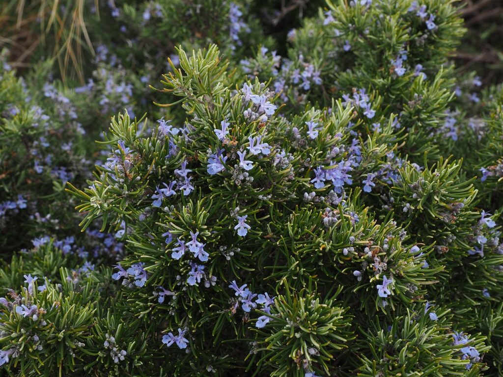 Ramas de romero en flor para preparar un baño de florecimiento