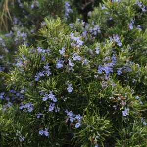 Ramas de romero en flor para preparar un baño de florecimiento