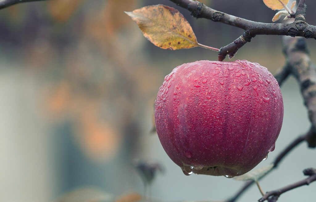 Manzana roja con gotas de agua para el ritual de la manzana y la miel