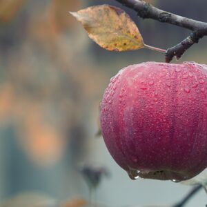 Manzana roja con gotas de agua para el ritual de la manzana y la miel