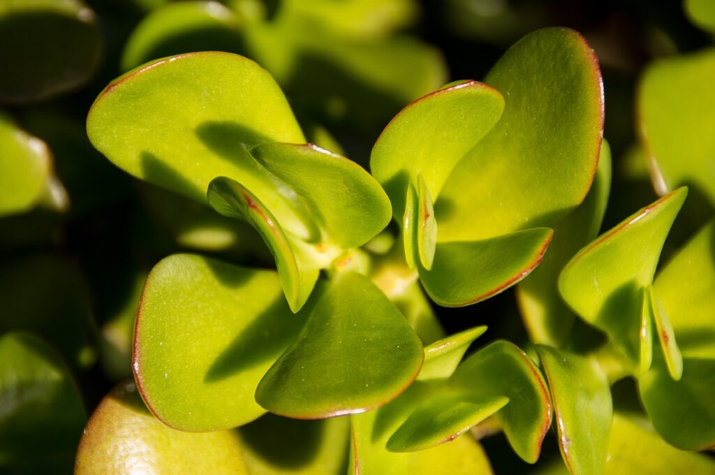 Planta jade (Crassula ovata), conocida como planta del dinero