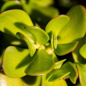 Planta jade (Crassula ovata), conocida como planta del dinero