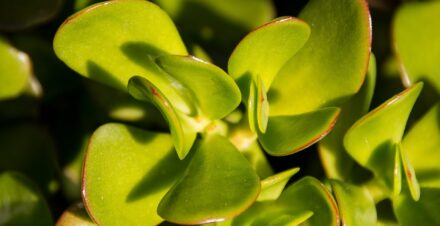 Planta jade (Crassula ovata), conocida como planta del dinero