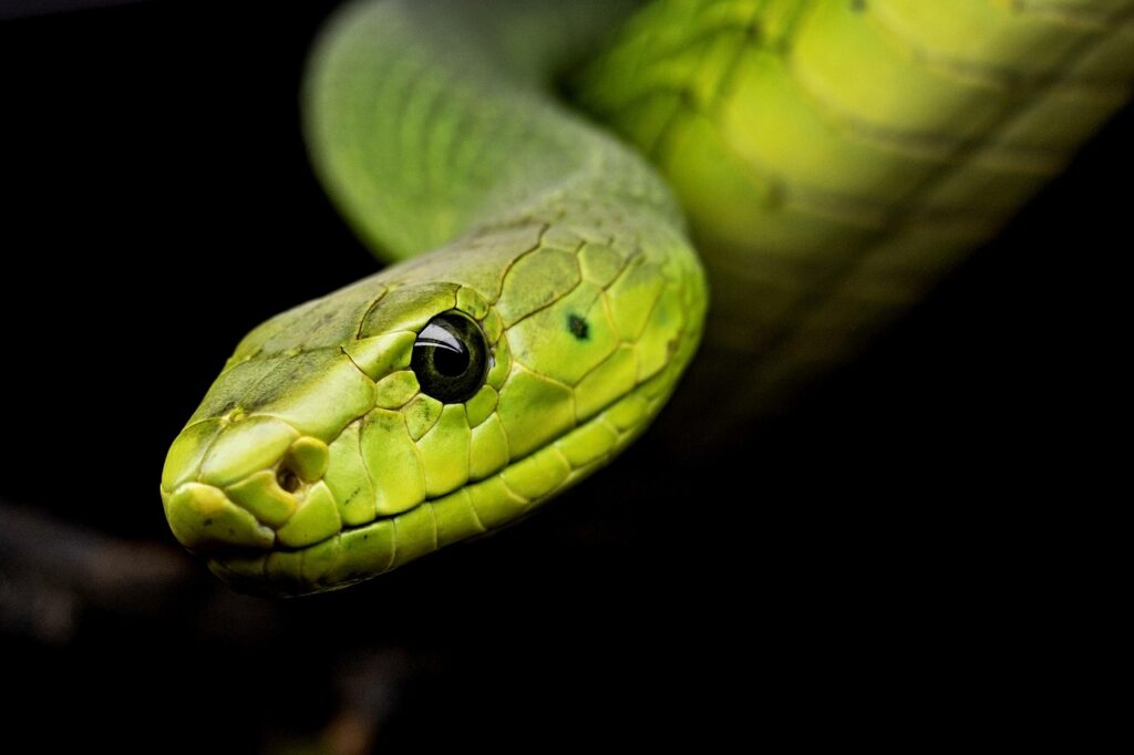 Cabeza de una serpiente en primer plano