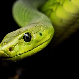 Cabeza de una serpiente en primer plano