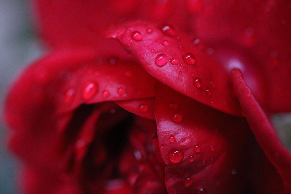 Rosas en tonos rosados y rojos