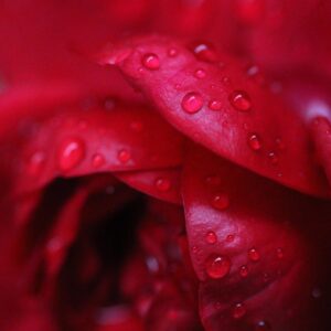 Rosas en tonos rosados y rojos