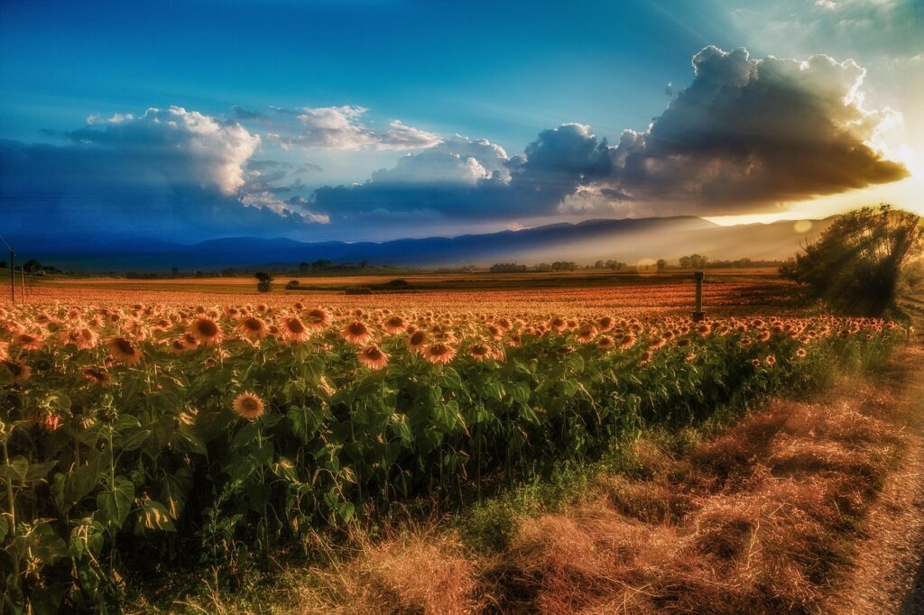 Campo de girasoles iluminado por el sol en un día despejado