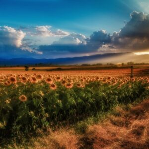 Campo de girasoles iluminado por el sol en un día despejado