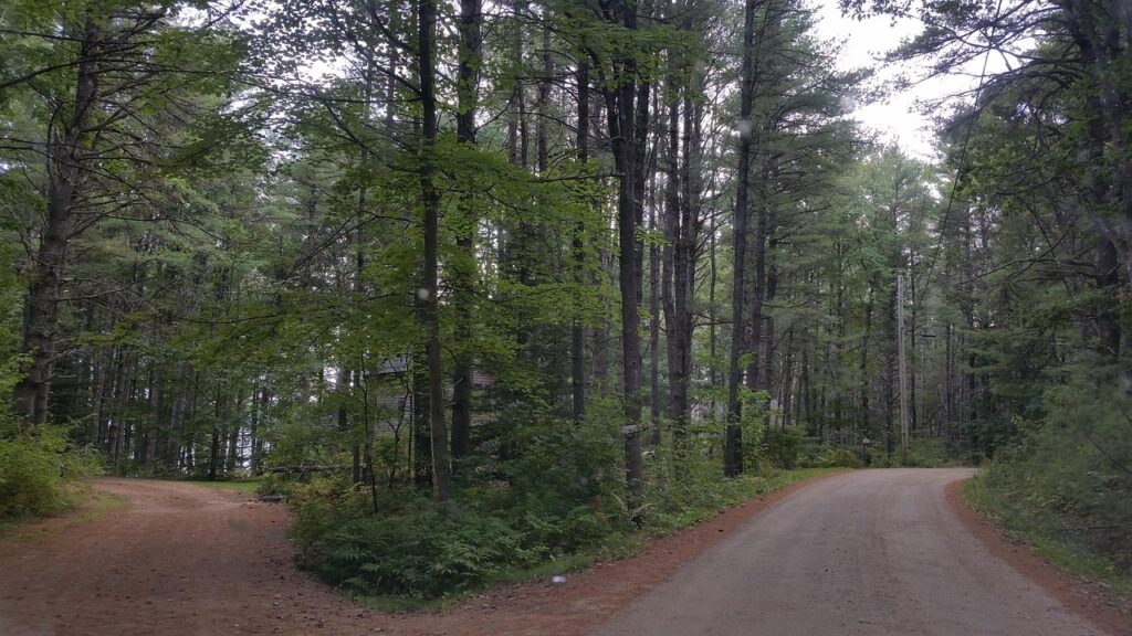 Camino de tierra que se divide en dos senderos dentro de un bosque