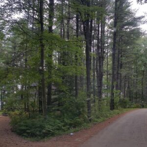 Camino de tierra que se divide en dos senderos dentro de un bosque